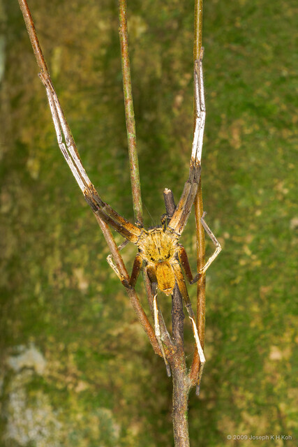 Heteropoda borneensis•&copy; Joseph K H Koh•All Rights Reserved♂, Adult, Habitus, Dorsal