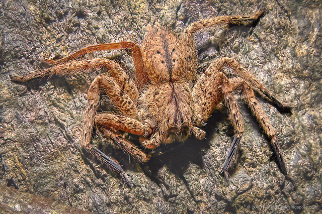 Heteropoda christae•&copy; Ria Tan•All Rights Reserved♀, Adult, Habitus, Dorsal
