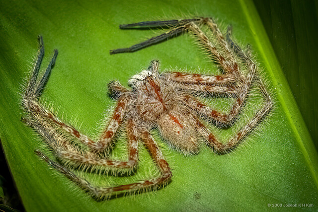 Heteropoda davidbowie•&copy; Joseph K H Koh•All Rights Reserved♂, Adult, Habitus, Dorsal
