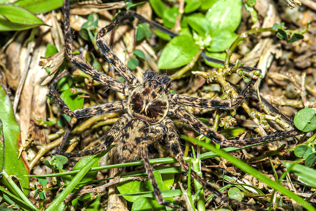 Heteropoda jaegerorum•&copy; Joseph K H Koh•All Rights Reserved♂, Adult, Habitus, Dorsal