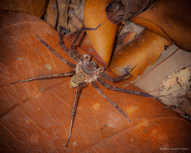 Heteropoda laai•&copy; Joseph K H Koh•All Rights Reserved♂, Adult, Habitus, Dorsal