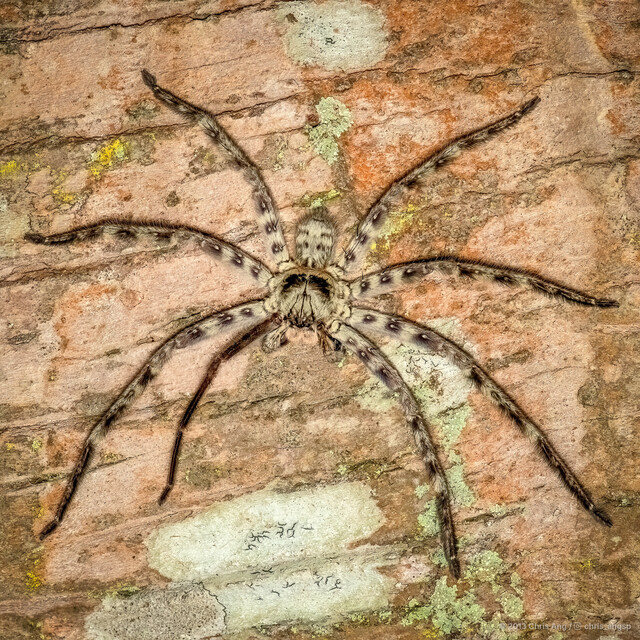 Heteropoda lunula•&copy; Chris Ang•All Rights Reserved♂, Adult, Habitus, Dorsal
