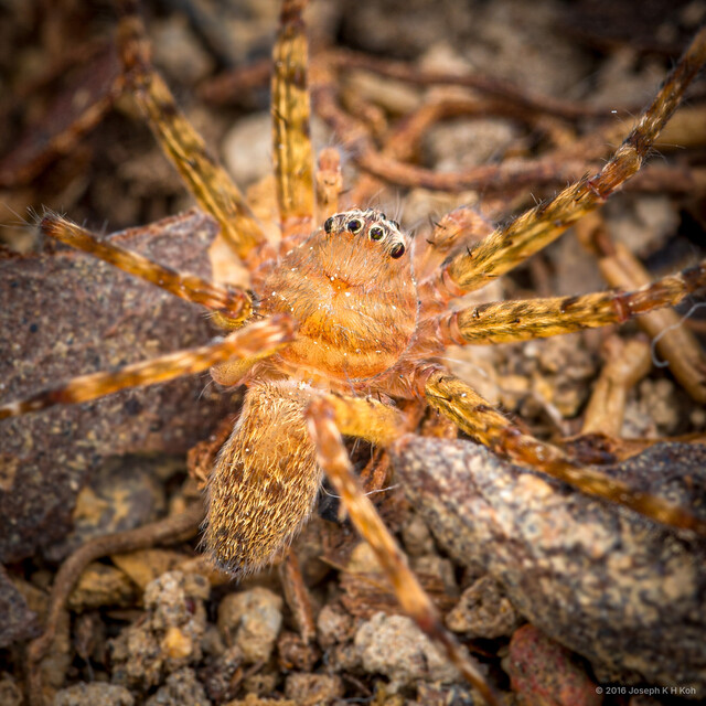 Heteropoda singaporensis•&copy; Joseph K H Koh•All Rights Reserved♀, Adult, Habitus, Dorsal