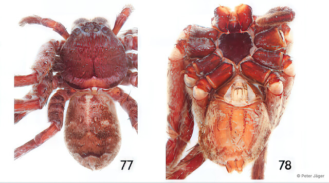 Heteropoda strandi•&copy; Peter Jäger•All Rights Reserved♀, Adult, Habitus, Dorsal, Ventral