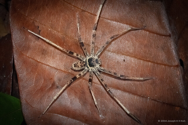 Heteropoda tetrica•&copy; Joseph K H Koh•All Rights Reserved♂, Adult, Habitus, Dorsal