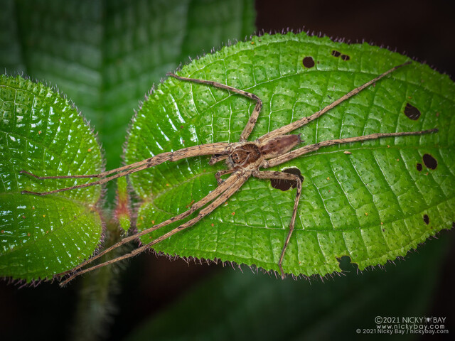 Heteropoda tutula•&copy; Nicky Bay•All Rights Reserved♂, Adult, Habitus, Dorsal