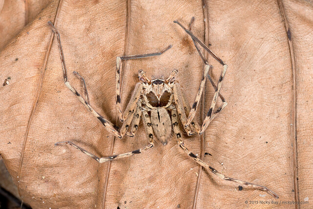 Heteropoda venatoria•&copy; Nicky Bay•All Rights Reserved♂, Adult, Habitus, Dorsal