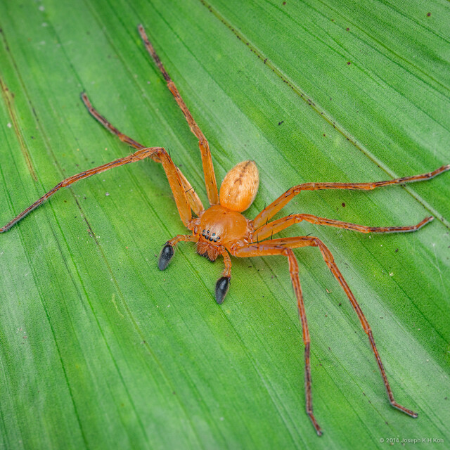 Olios sp. "Common Yoga"•&copy; Joseph K H Koh•All Rights Reserved♂, Adult, Habitus, Dorsal