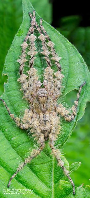Pandercetes sp. "Bottlebrush" • © Nicky Bay • All Rights Reserved Habitus Dorsal