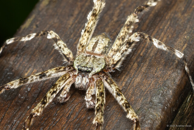 Pandercetes sp. "Fringe-legged"•&copy; Andrew Seah•All Rights Reserved♂, Adult, Habitus, Dorsal