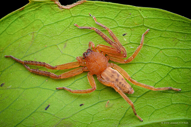 Stasina planithorax•&copy; Joseph K H Koh•All Rights Reserved♀, Adult, Habitus, Dorsal