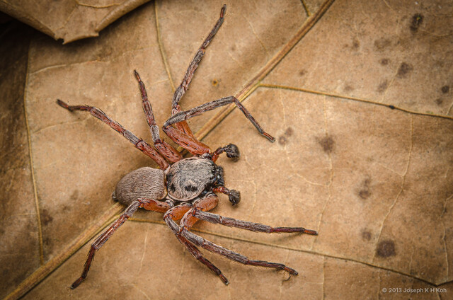 Thelcticopis sp. "Black-jawed"•&copy; Joseph K H Koh•All Rights Reserved♂, Adult, Habitus, Dorsal