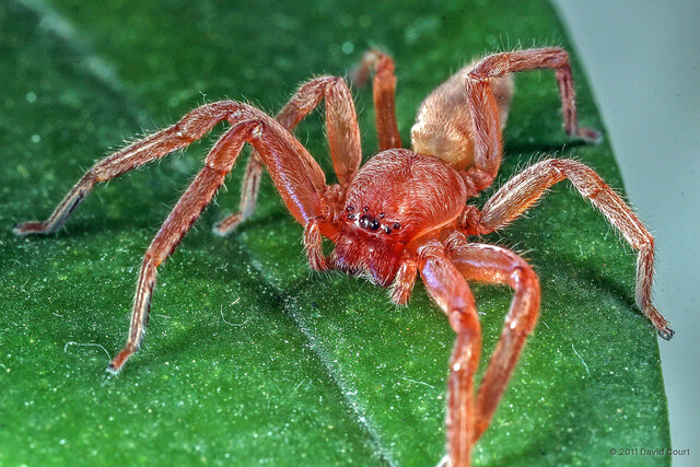 Thelcticopis sp. "Orangish"•&copy; David Court•All Rights Reserved♀, Adult, Habitus, Anterior, Eyes