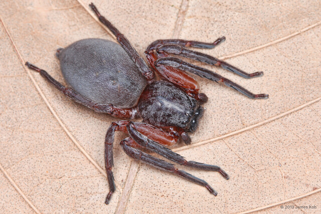 Thelcticopis sp. "Stout-legged"•&copy; James Koh•All Rights Reserved♀, Adult, Habitus, Dorsal