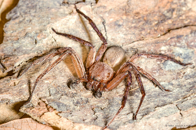Thelcticopis sp. "Tawny"•&copy; Joseph K H Koh•All Rights Reserved♂, Adult, Habitus, Dorsal