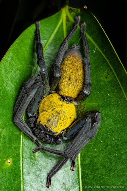 Thelcticopis orichalcea•&copy; Chris Ang•All Rights Reserved♂, Adult, Habitus, Dorsal
