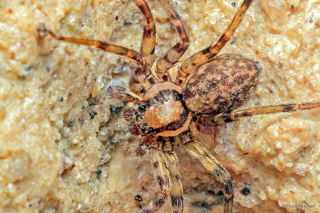 Tiomaniella ladam•&copy; David Court•All Rights Reserved♀, Adult, Habitus, Dorsal