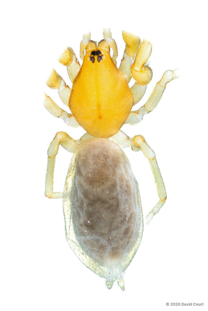 Colopea malayana•&copy; David Court•All Rights Reserved♂, Adult, Habitus, Dorsal