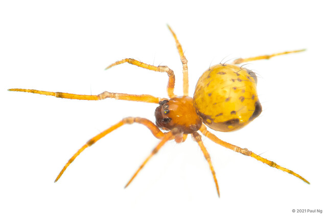 Crassignatha sp. "Yellow Dwarf"•&copy; Paul Ng•All Rights Reserved♀, Adult, Habitus, Dorsal