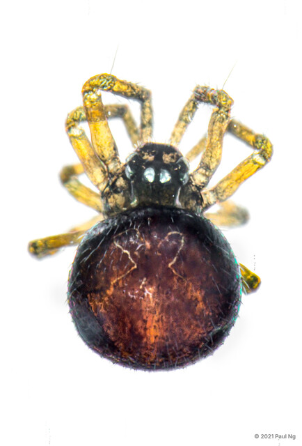 Patu sp. "Black Dwarf"•&copy; Paul Ng•All Rights Reserved♀, Adult, Habitus, Dorsal