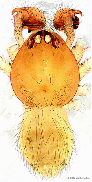 Nescina kohi•&copy; Yucheng Lin•All Rights Reserved♂, Adult, Habitus, Dorsal