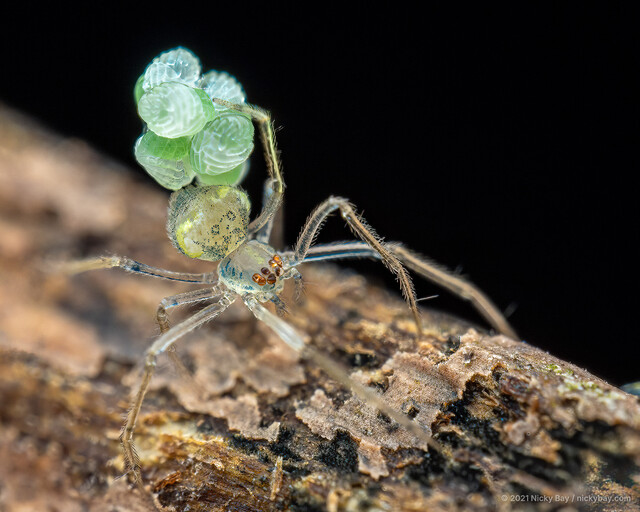 Tekellina sp. "Blue-ringed"•&copy; Nicky Bay•All Rights Reserved♀, Adult, Habitus, Dorsal, Egg(s)/Egg Sac(s)