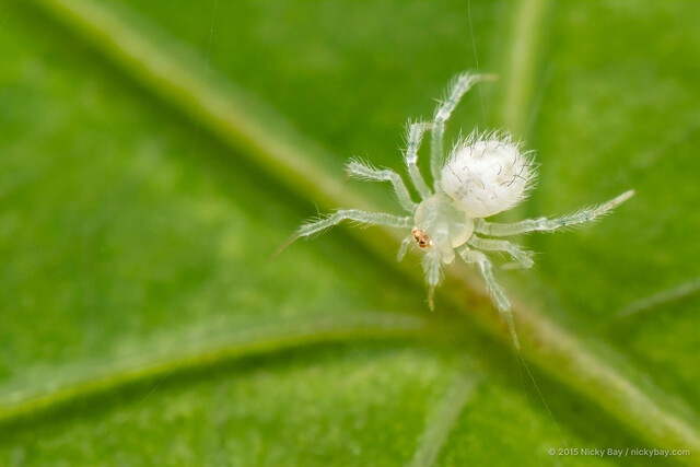 "Tekellina" sp. "White Hairy"•&copy; Nicky Bay•All Rights Reserved♀, Adult, Habitus, Dorsal