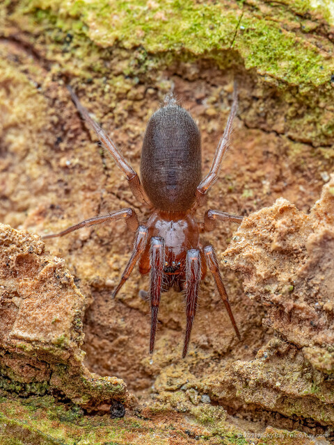 Xantharia murphyi•&copy; Nicky Bay•All Rights Reserved♀, Adult, Habitus, Dorsal