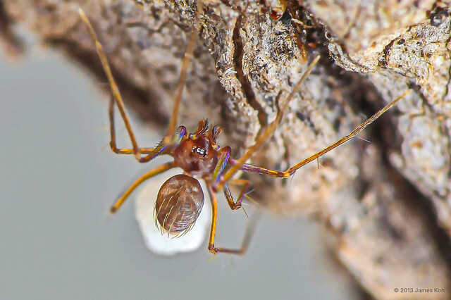 Telemofila fabata•&copy; James Koh•All Rights Reserved♀, Adult, Habitus, Dorsal, Egg(s)/Egg Sac(s)