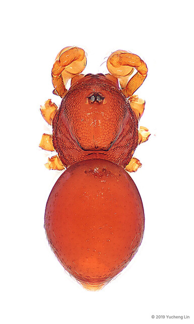 Ablemma malacca•&copy; Yucheng Lin•All Rights Reserved♂, Adult, Habitus, Dorsal