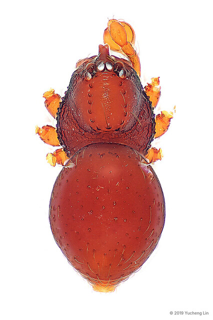 Brignoliella besutensis•&copy; Yucheng Lin•All Rights Reserved♂, Adult, Habitus, Dorsal, Male Palp