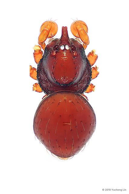 Brignoliella michaeli•&copy; Yucheng Lin•All Rights Reserved♂, Adult, Habitus, Dorsal