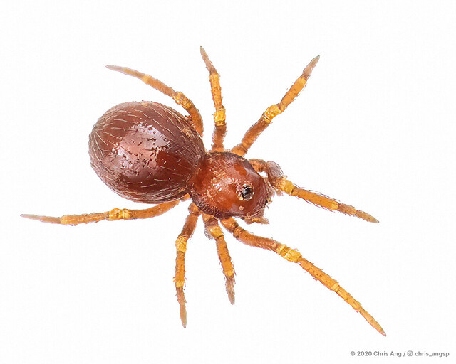 Tetrablemma sp. "Doubled-fingered"•&copy; Chris Ang•All Rights Reserved♀, Adult, Habitus, Dorsal