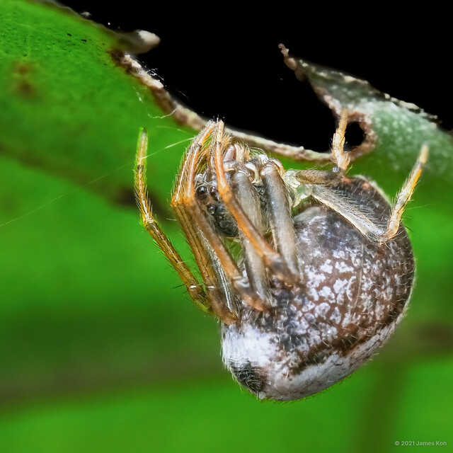 Dolichognatha sp. "Bi-coloured"•&copy; James Koh•All Rights Reserved♀, Adult, Habitus, Lateral
