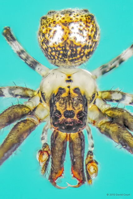 Dolichognatha sp. "Four-hump Long-jawed"•&copy; David Court•All Rights Reserved♂, Adult, Habitus, Dorsal