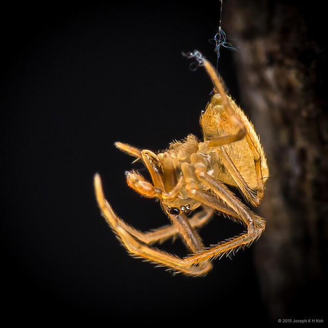 Dolichognatha deelemanae•&copy; Joseph K H Koh•All Rights Reserved♂, Adult, Habitus, Lateral