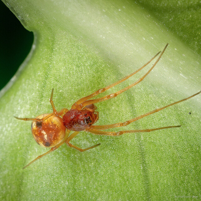 Glenognatha dentata•&copy; David Court•All Rights Reserved♀, Adult, Habitus, Dorsal