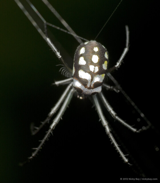 Leucauge argentina•&copy; Nicky Bay•All Rights Reserved♀, Adult, Habitus, Dorsal