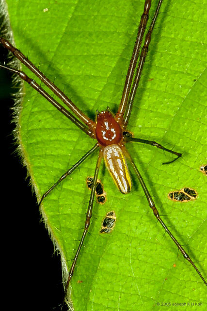 Leucauge celebesiana•&copy; Joseph K H Koh•All Rights Reserved♂, Adult, Habitus, Dorsal