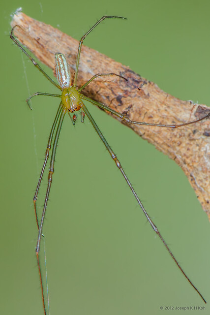 Leucauge decorata•&copy; Joseph K H Koh•All Rights Reserved♂, Adult, Habitus, Dorsal