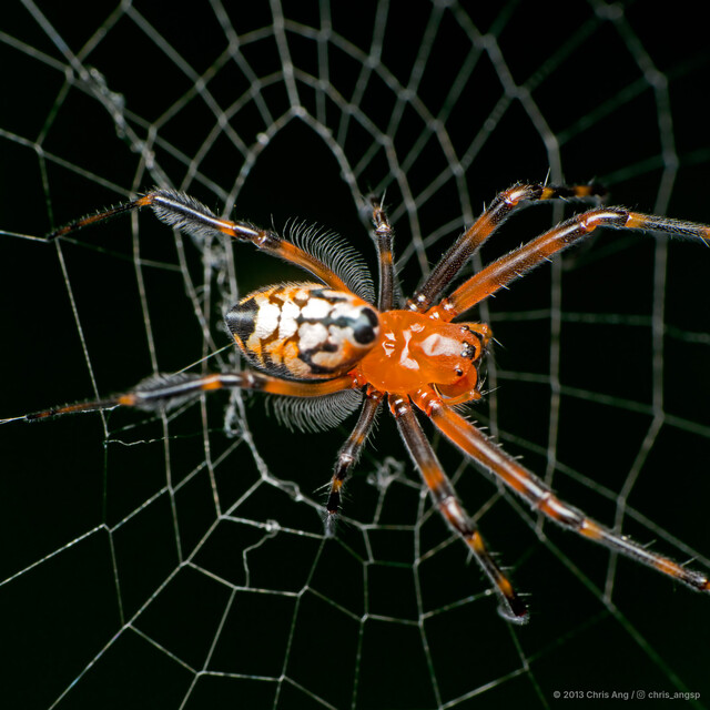 Leucauge fastigata•&copy; Chris Ang•All Rights Reserved♀, Adult, Habitus, Dorsal