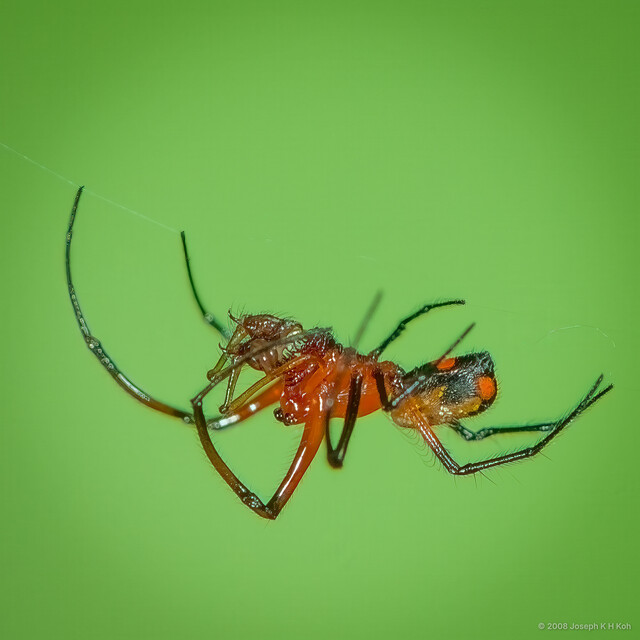 Leucauge sarawakensis•&copy; Joseph K H Koh•All Rights Reserved♂, Adult, Habitus, Lateral