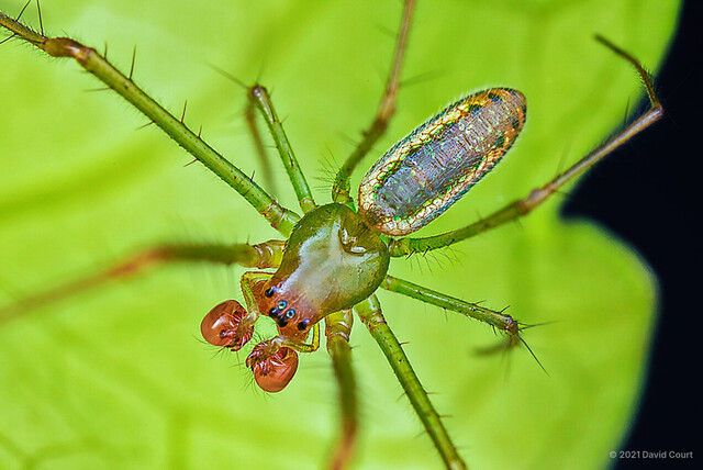 Mesida gemmea•&copy; David Court•All Rights Reserved♂, Adult, Habitus, Dorsal