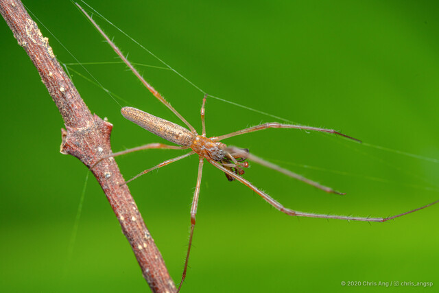 Tetragnatha sp. "Embroidered Carapace"•&copy; Chris Ang•All Rights Reserved♂, Adult, Habitus, Dorsal