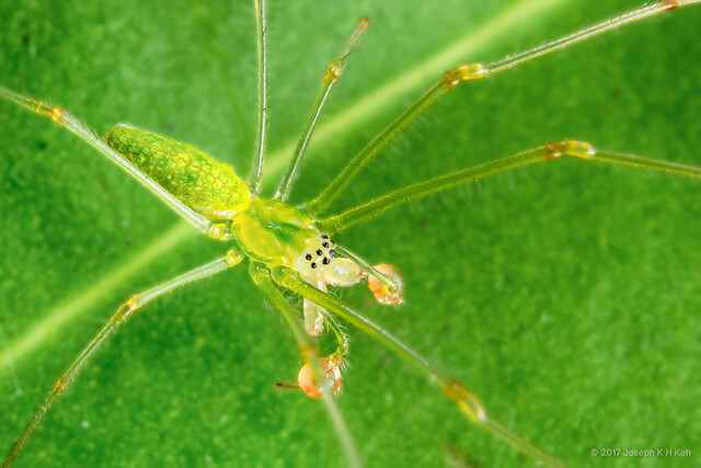 Tetragnatha sp. "Little Green"•&copy; Joseph K H Koh•All Rights Reserved♂, Adult, Habitus, Dorsal