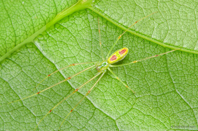 Tetragnatha sp. "Yellow-and-red"•&copy; David Court•All Rights Reserved♀, Adult, Habitus, Dorsal