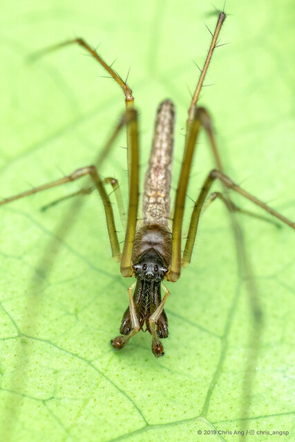 Tetragnatha ceylonica•&copy; Chris Ang•All Rights Reserved♂, Adult, Habitus, Dorsal