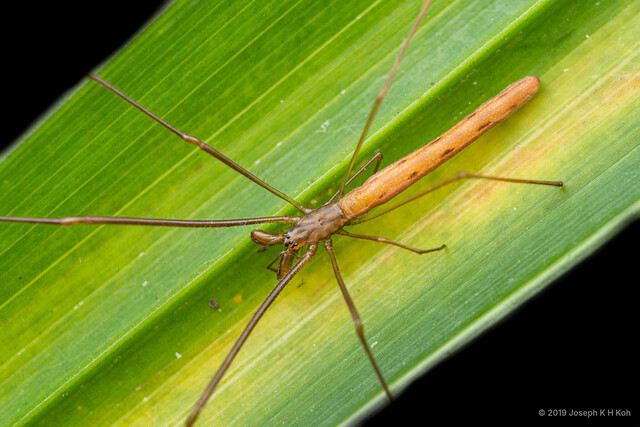 Tetragnatha chauliodus•&copy; Joseph K H Koh•All Rights Reserved♀, Adult, Habitus, Dorsal