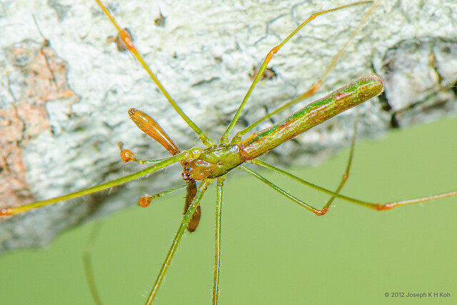 Tetragnatha hasselti•&copy; Joseph K H Koh•All Rights Reserved♂, Adult, Habitus, Dorsal