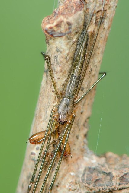 Tetragnatha josephi•&copy; Joseph K H Koh•All Rights Reserved♂, Adult, Habitus, Dorsal